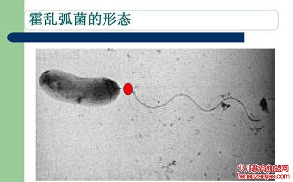 霍乱孤菌的形态