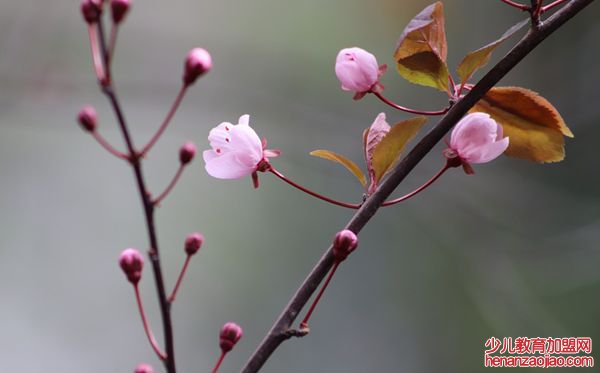 梅花的诗句