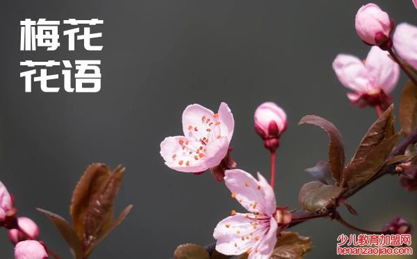 梅花的花语是什么,梅花花语大全