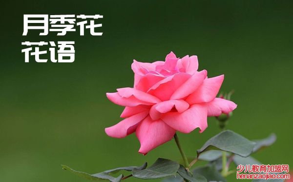 月季花的花语是什么,月季花花语大全