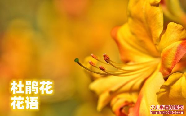 杜鹃花的花语是什么,杜鹃花花语大全