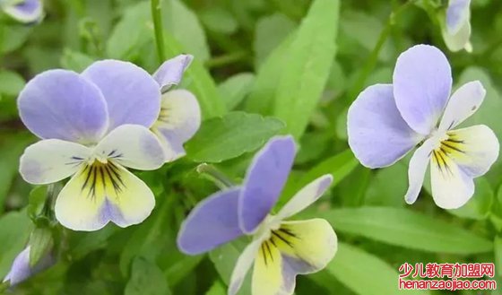 哪些植物能够预报天气,植物为什么能预报天气