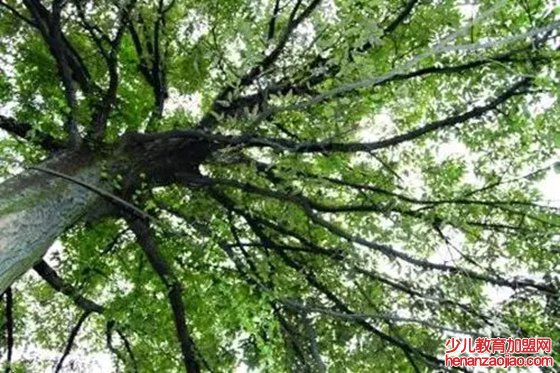 哪些植物能够预报天气,植物为什么能预报天气