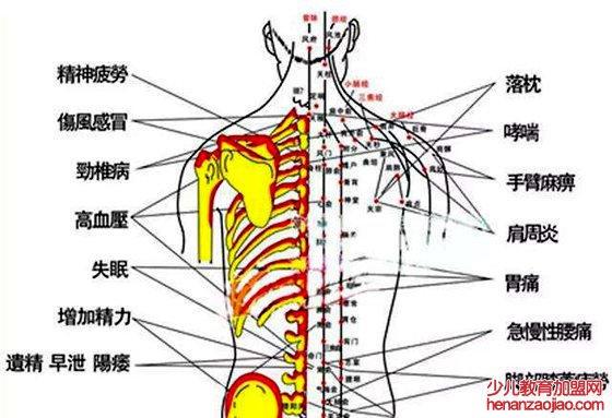 拔罐位置及功效图