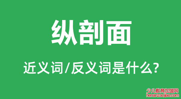 纵剖面的近义词和反义词是什么,纵剖面是什么意思