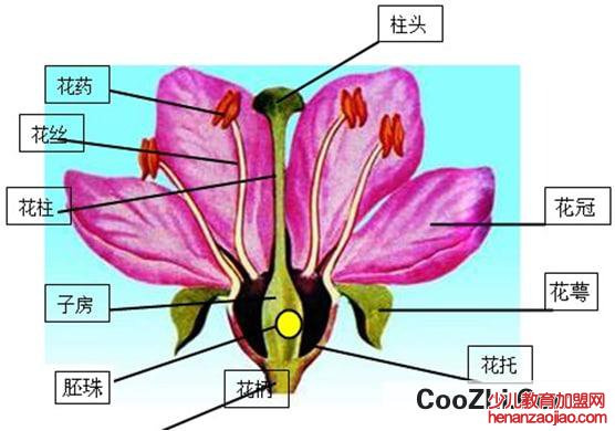 花的各部分的作用