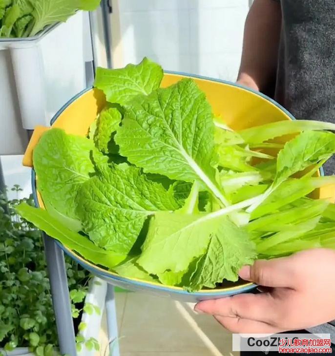 怎样在阳台上种植蔬菜