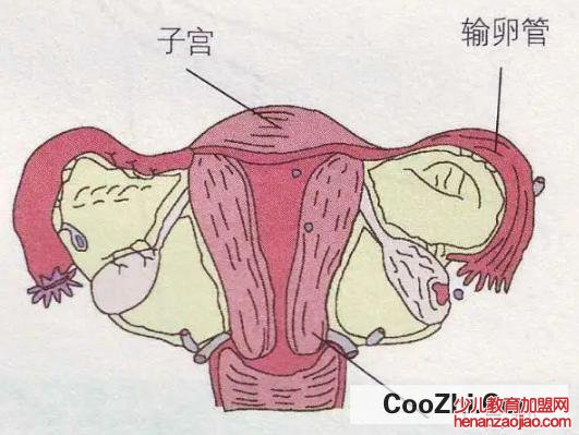 如何正确认识宫颈炎