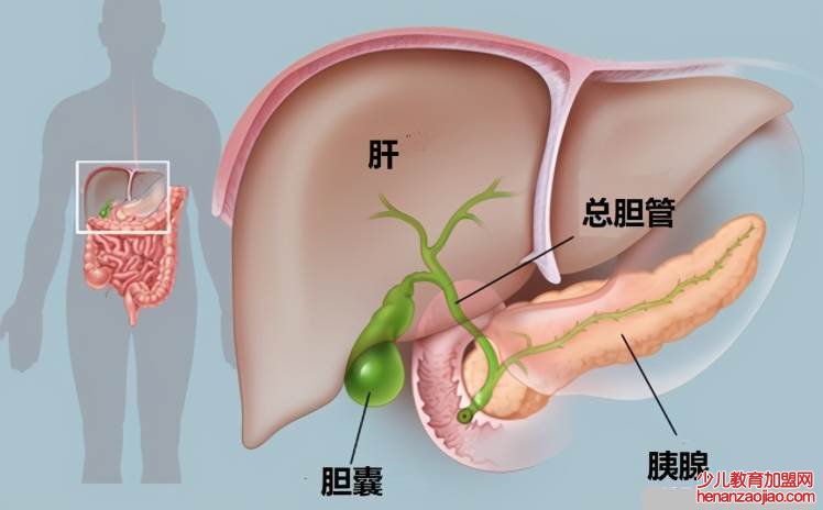 胆汁是由哪个器官分泌的？